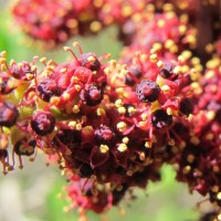 Ampelocissus phoenicantha Alston